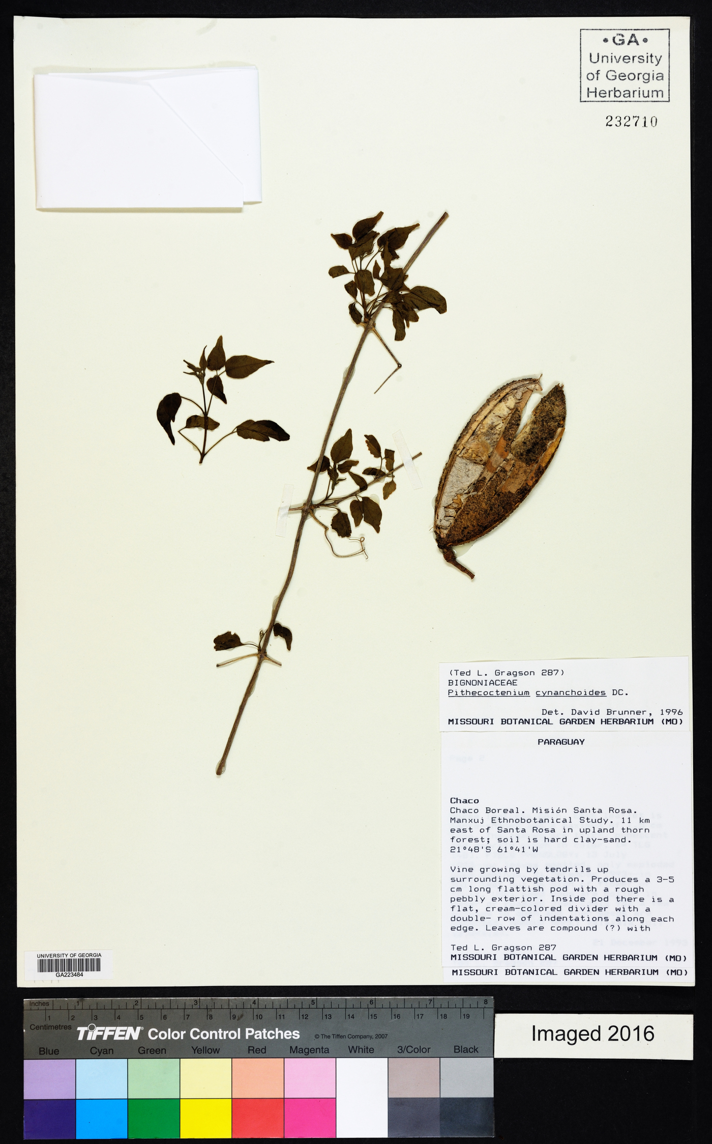 Pithecoctenium cynanchoides image