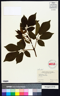 Tabebuia chrysotricha image