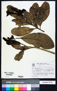 Image of Tabebuia cassinoides