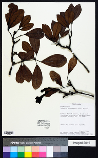 Tabebuia heterophylla image