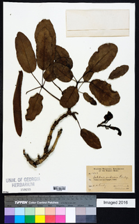 Tabebuia aurea image