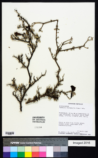 Image of Tabebuia microphylla