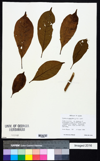 Tabebuia heterophylla image