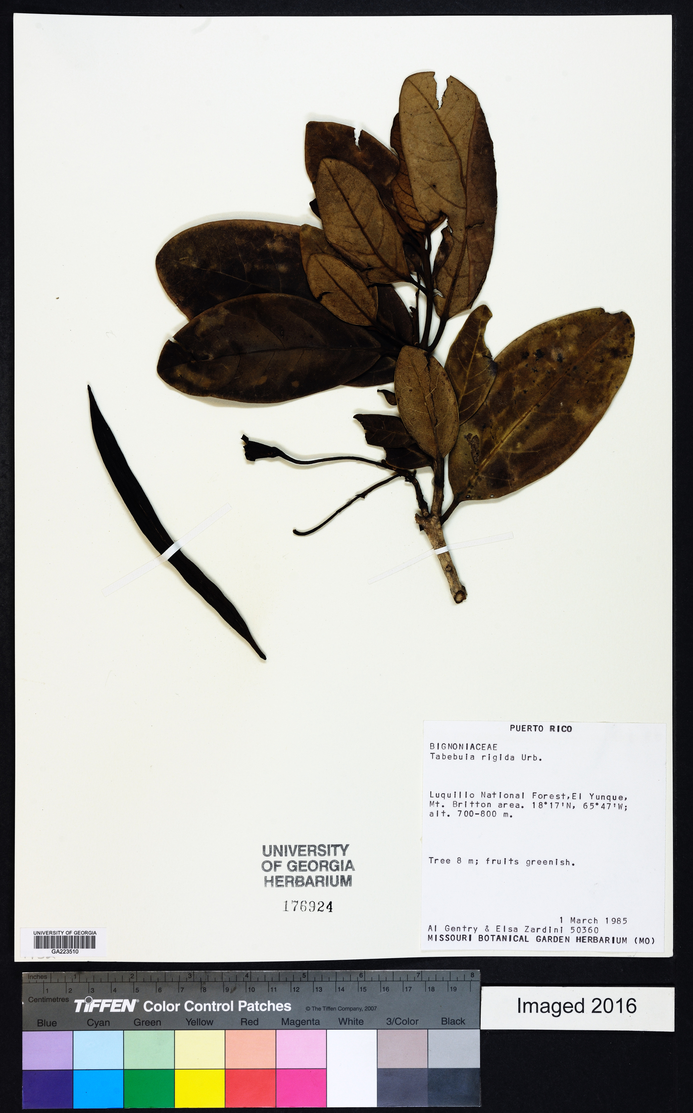 Tabebuia rigida image