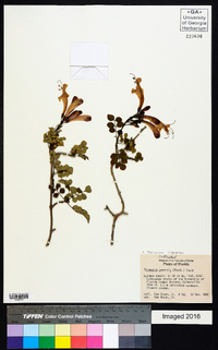 Tecoma capensis image