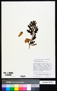 Image of Sesamum byngianum