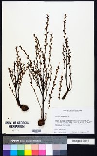 Epifagus virginiana image