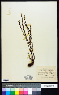 Epifagus virginiana image