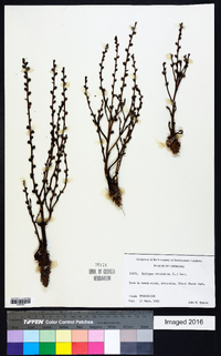 Epifagus virginiana image