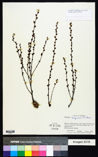 Epifagus virginiana image