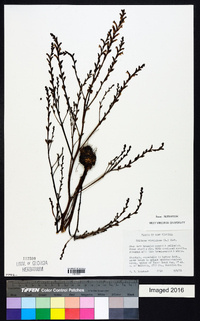 Epifagus virginiana image