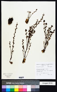 Epifagus virginiana image