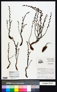 Epifagus virginiana image