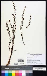 Epifagus virginiana image