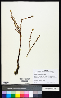 Epifagus virginiana image