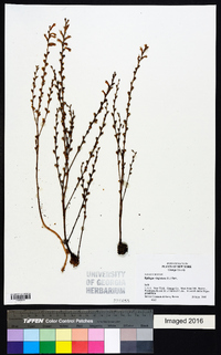 Epifagus virginiana image