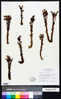 Orobanche fasciculata image