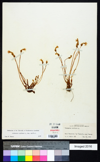 Orobanche uniflora image