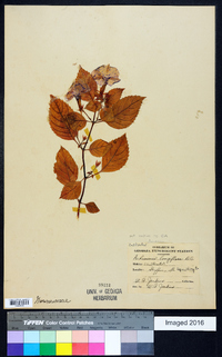 Achimenes longiflora image