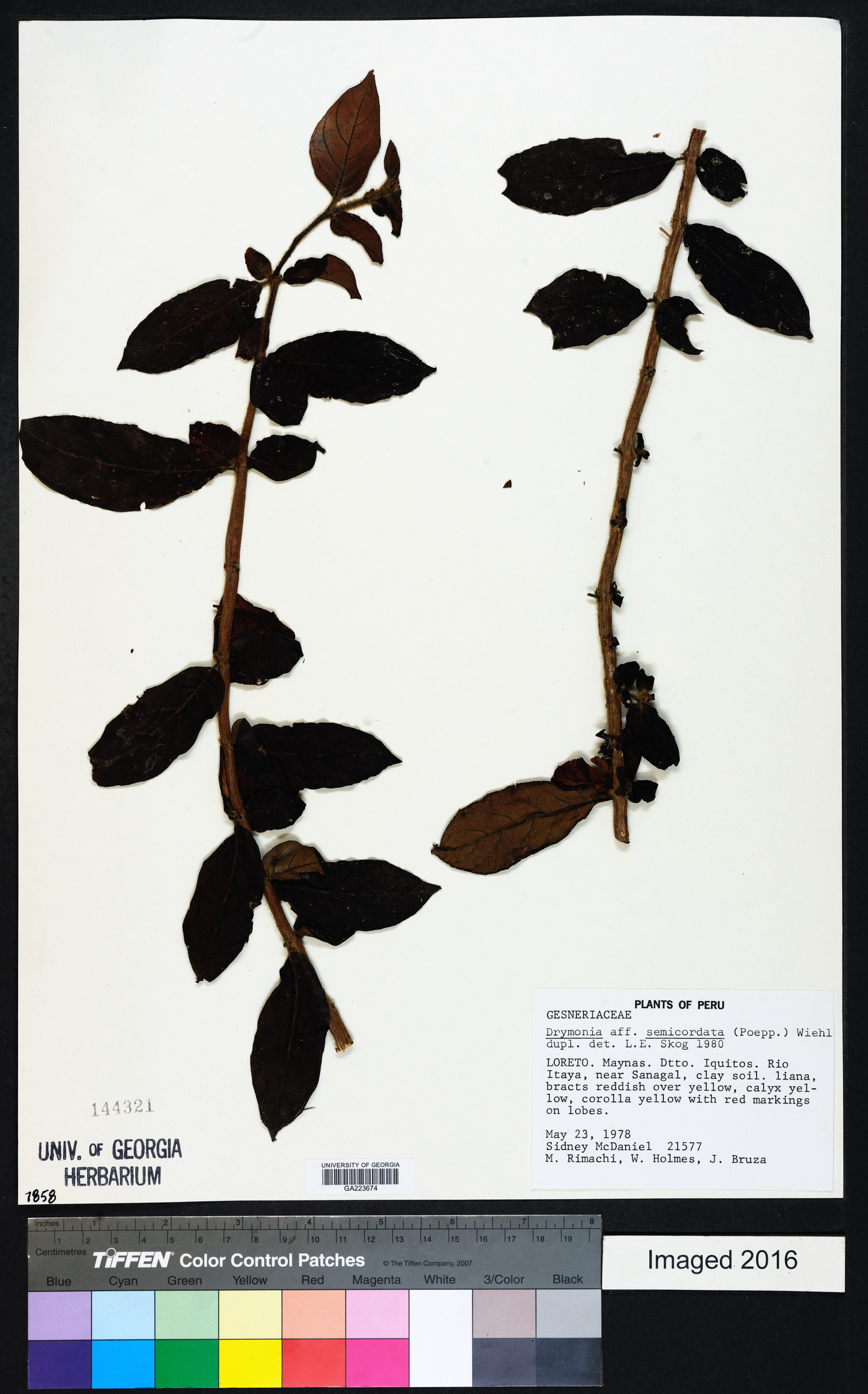 Drymonia semicordata image
