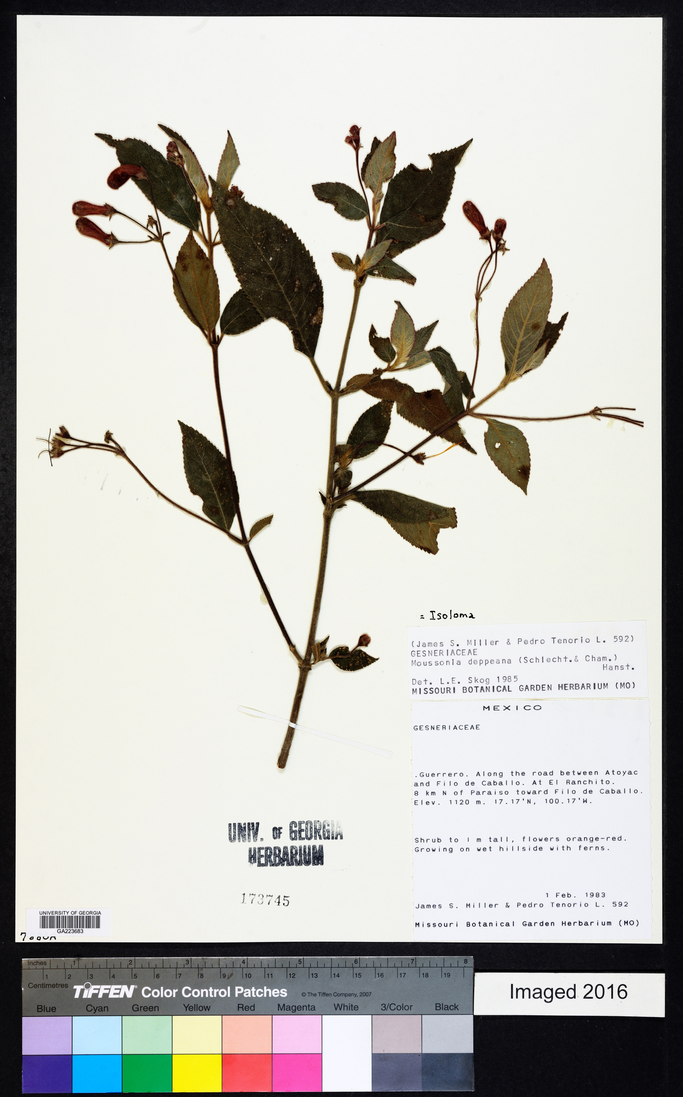 Isoloma image