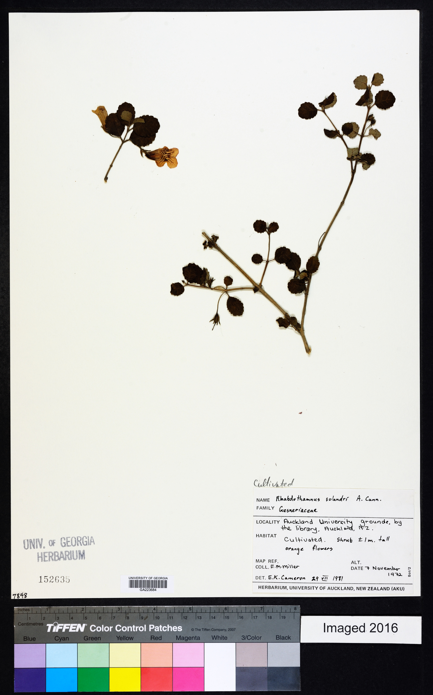 Rhabdothamnus image