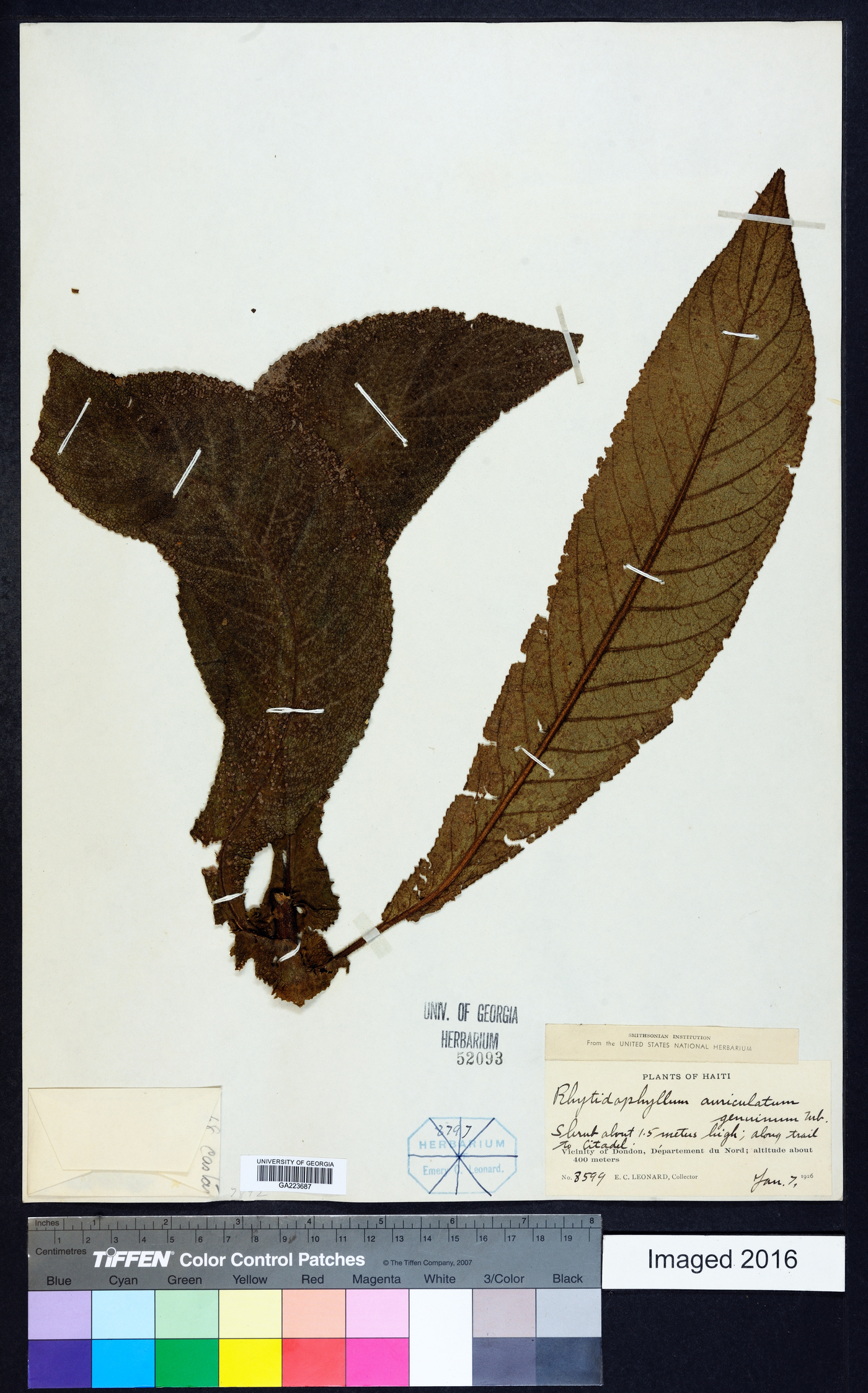 Rhytidophyllum auriculatum image