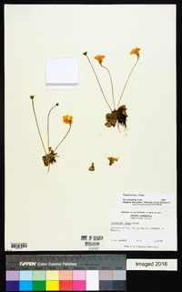 Pinguicula lutea image