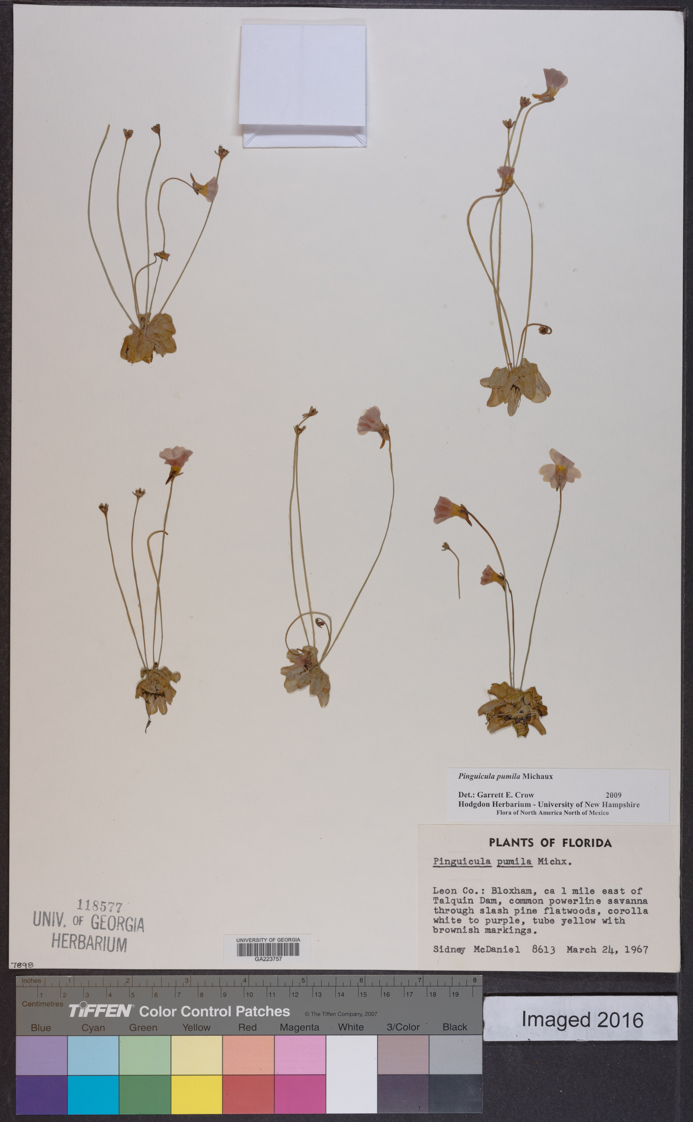 Pinguicula pumila image