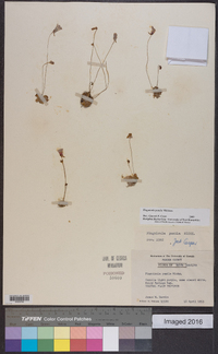 Pinguicula pumila image