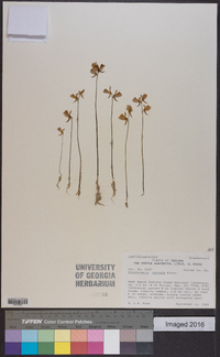 Utricularia cornuta image