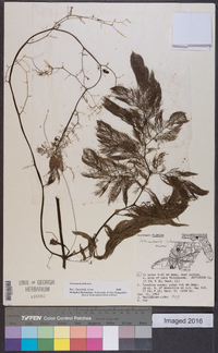 Utricularia foliosa image