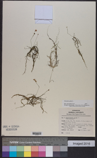 Utricularia gibba image