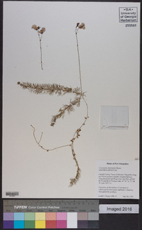 Utricularia intermedia image