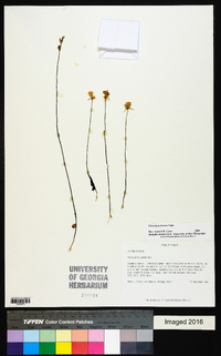 Utricularia juncea image