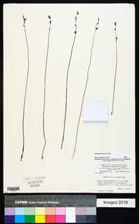 Utricularia juncea image