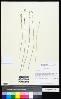 Utricularia juncea image