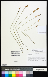 Utricularia juncea image