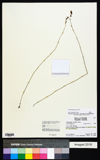 Utricularia juncea image