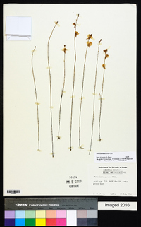 Utricularia juncea image