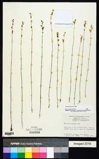 Utricularia juncea image