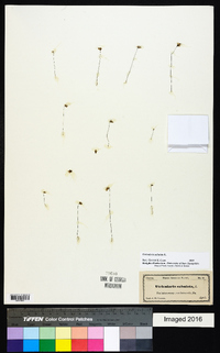 Utricularia subulata image