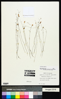 Utricularia subulata image