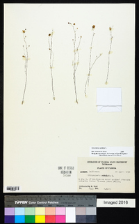 Utricularia subulata image