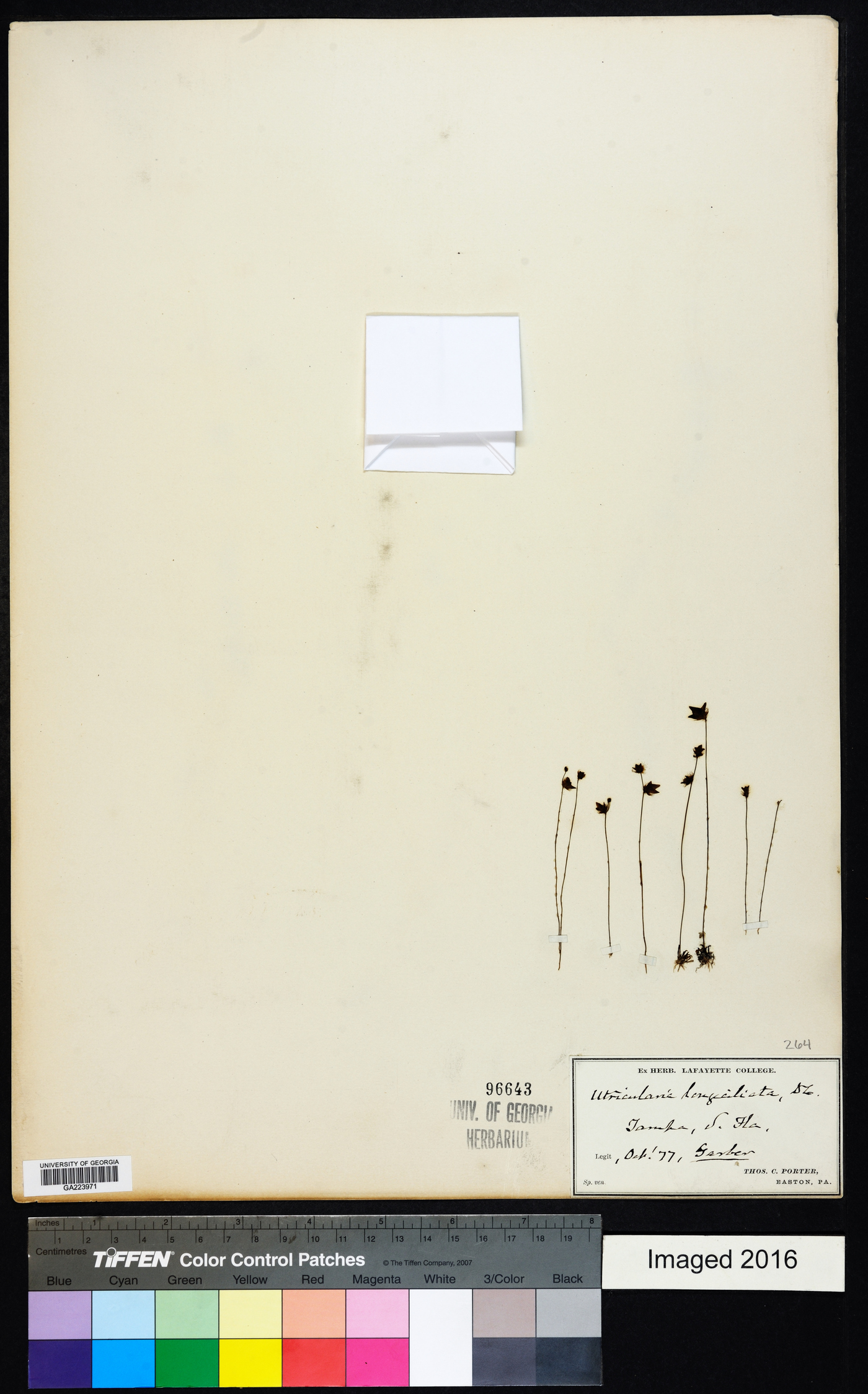 Utricularia longeciliata image