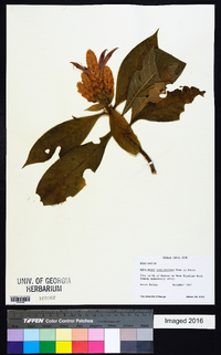 Aphelandra sinclairiana image