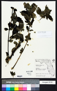 Barleria nitida image