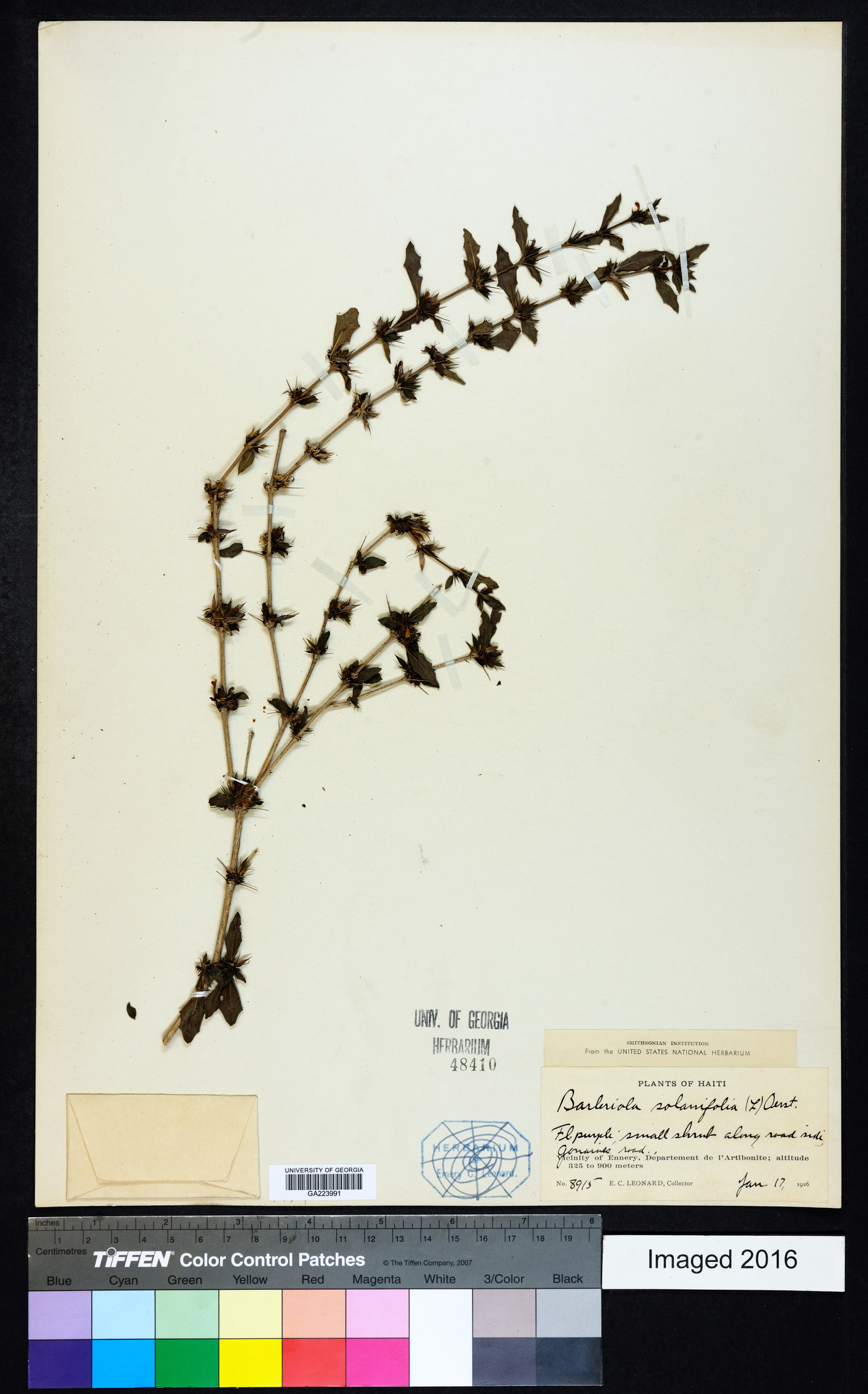 Barleriola solanifolia image
