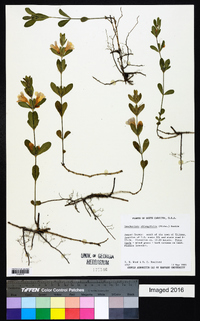 Dyschoriste oblongifolia image