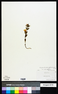 Dyschoriste oblongifolia image